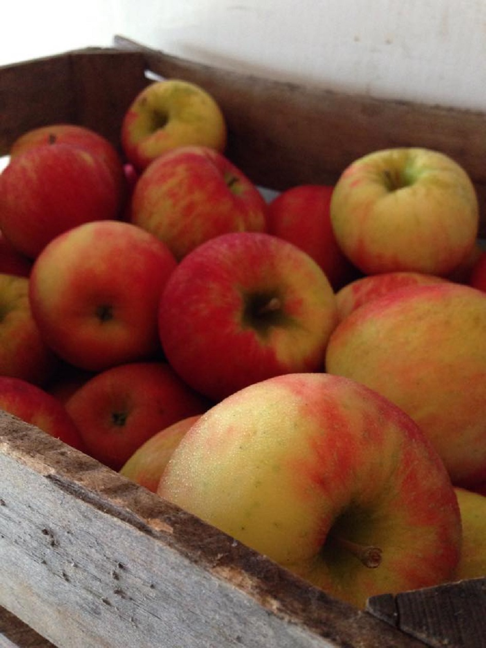 Sweet Seasons Orchard Michigan