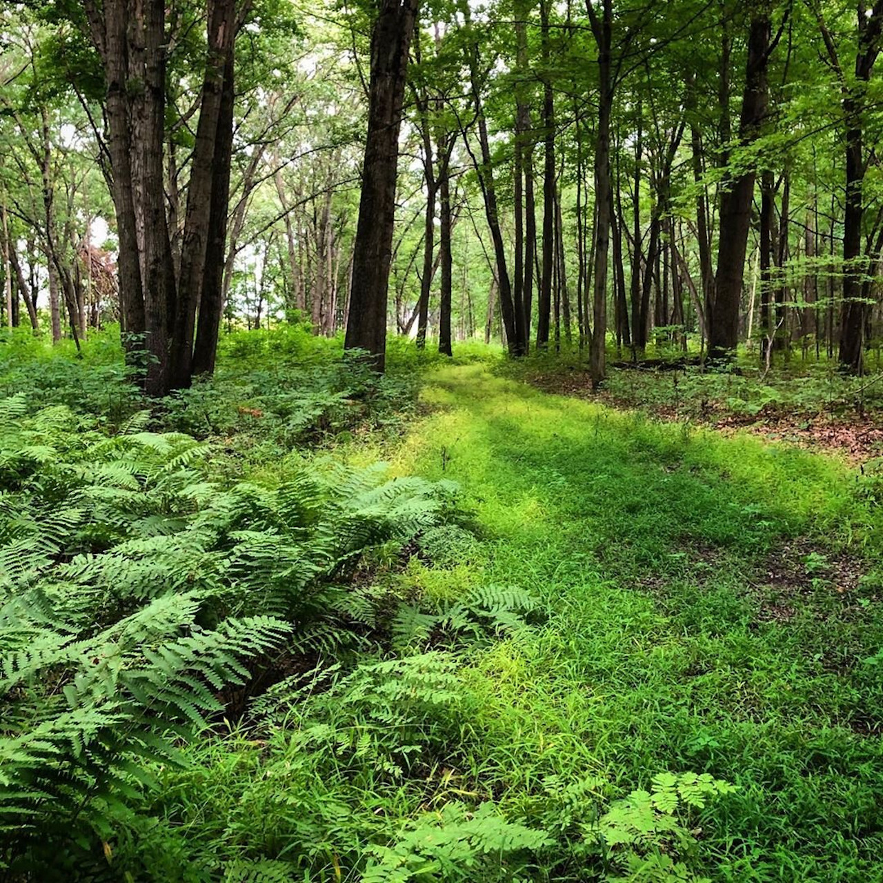 AlgonacBlazing Star Trail Michigan