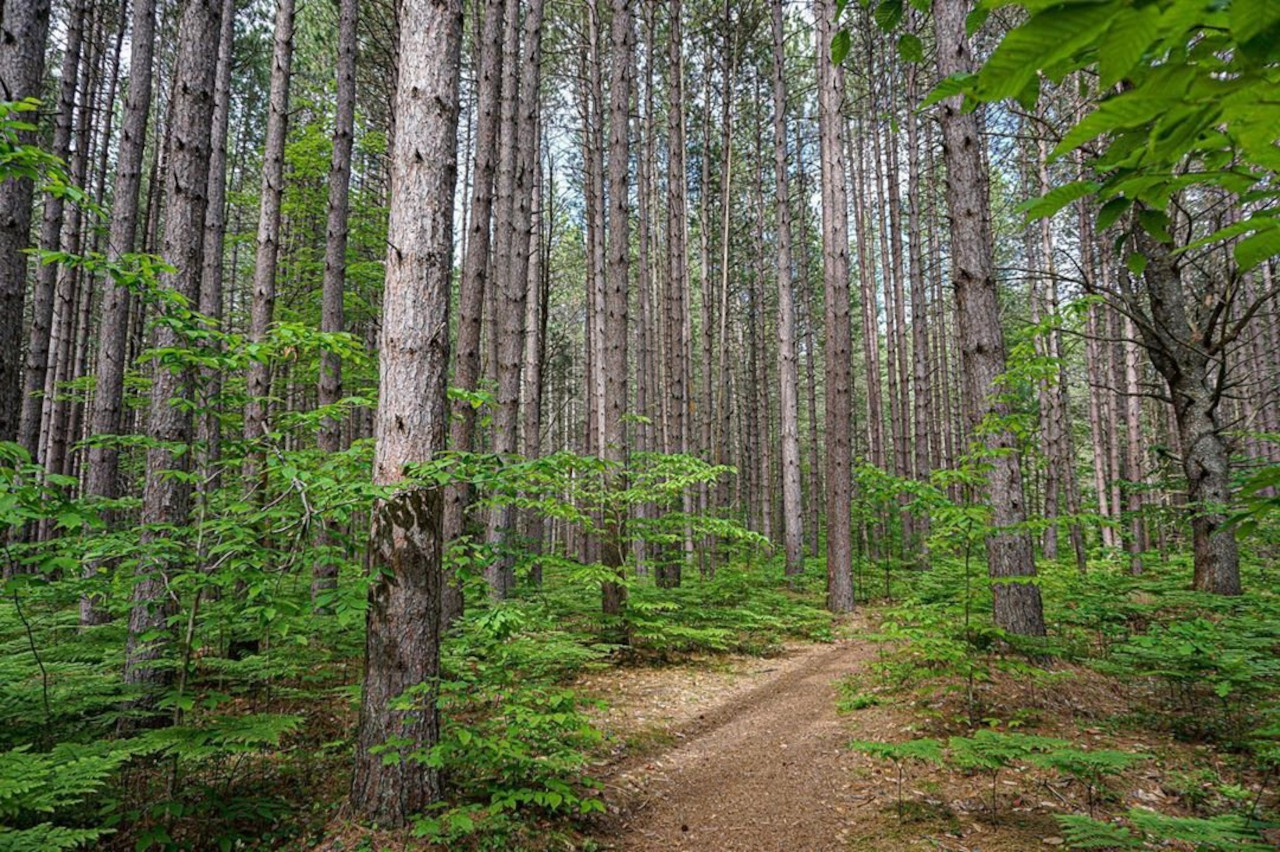 Hartwick PinesDeer Run Trail Michigan