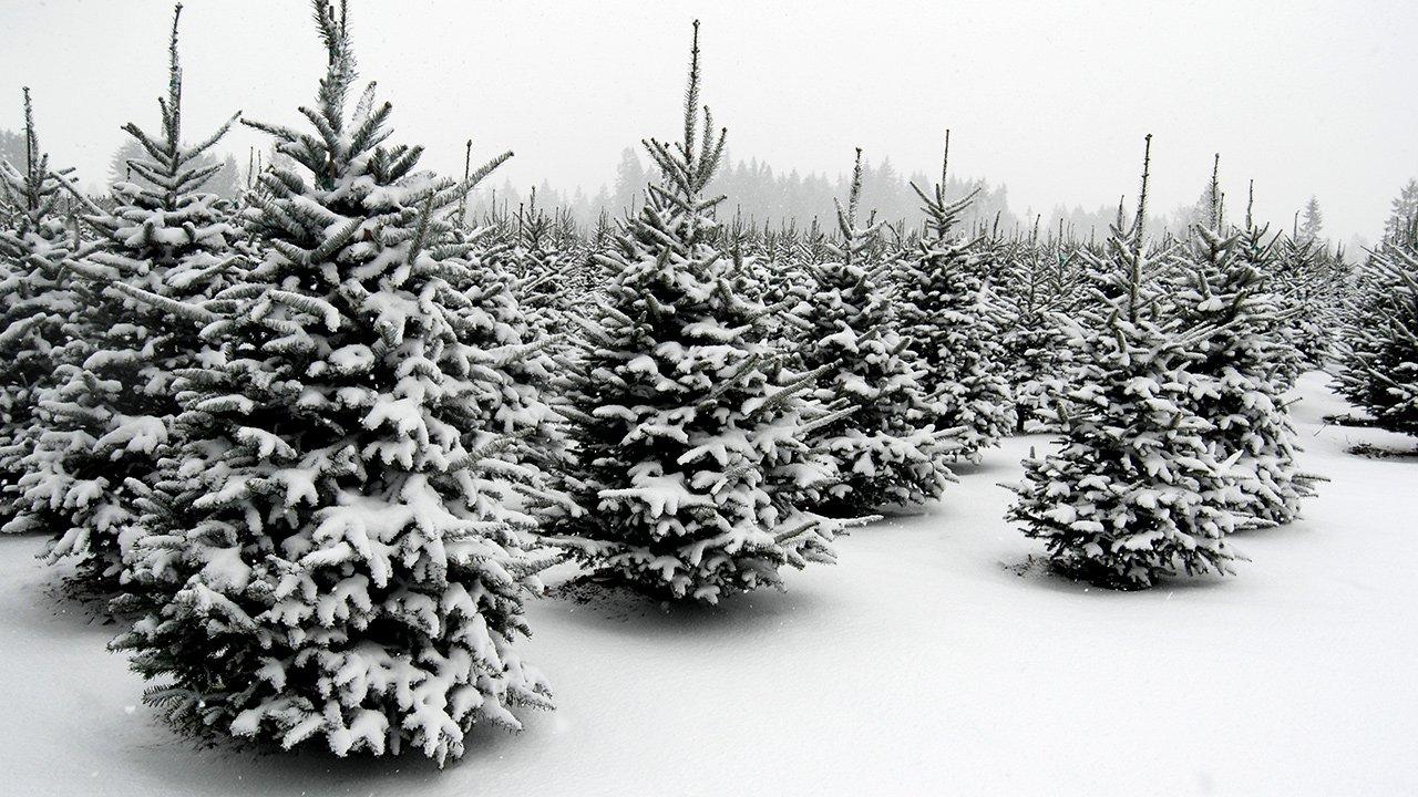 Port Sanilac Tree Farm Michigan