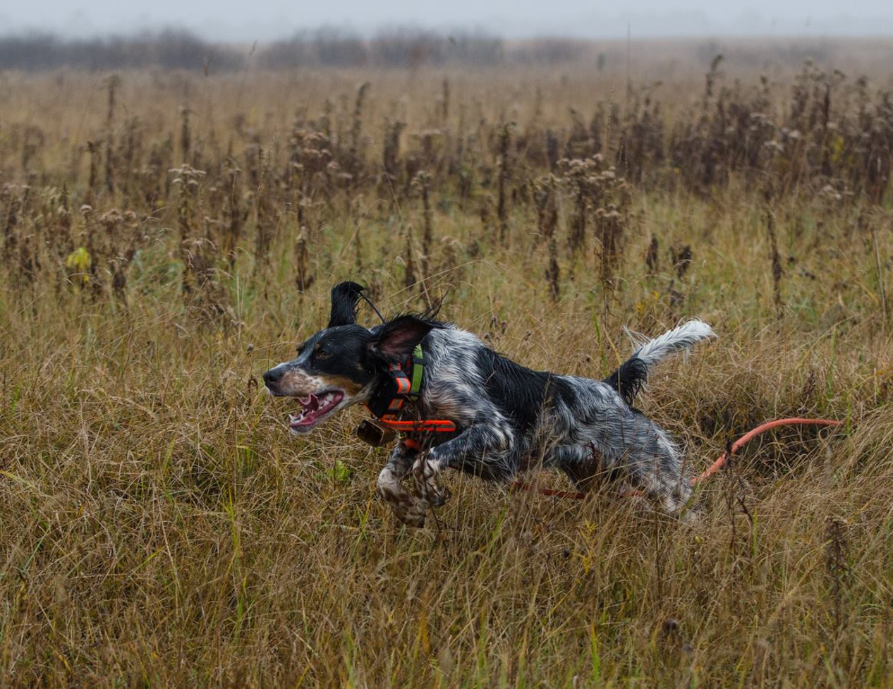 Black Duck Hunting Preserve Michigan