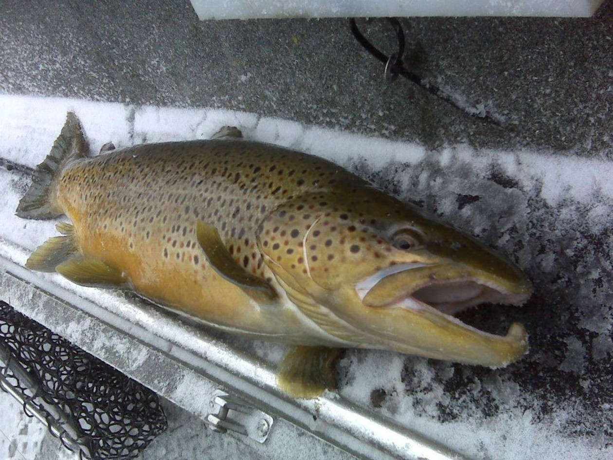 Hattrick Charters | Michigan