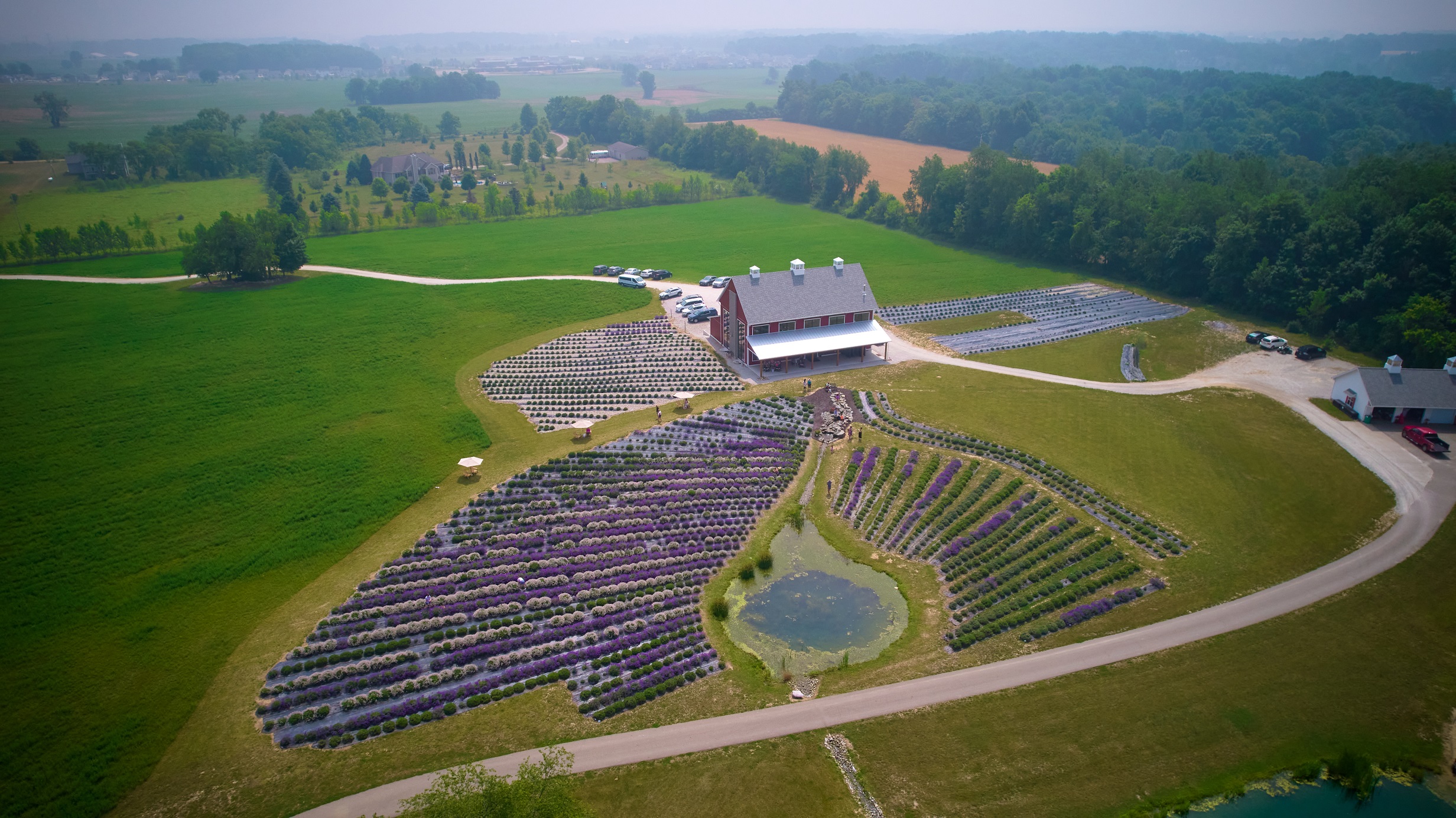 Lavender Life Farm Michigan