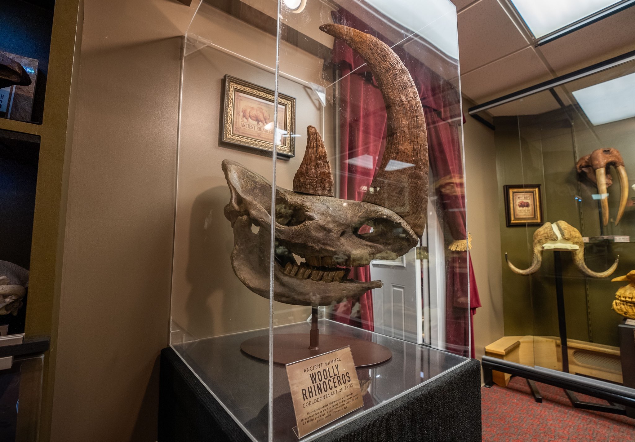 Mythos Museum of Oddities & Curiosities | Michigan