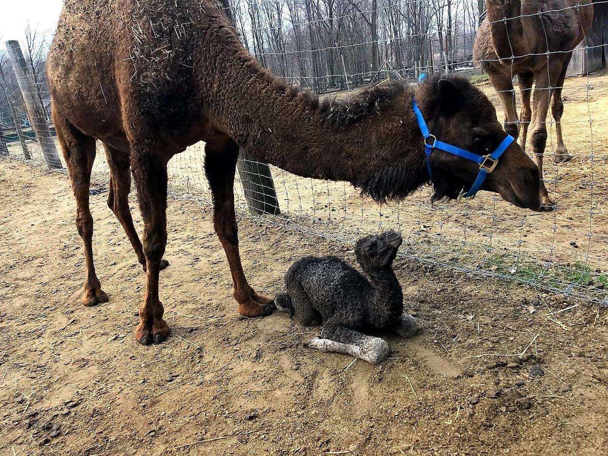 Indian Creek Zoo Map Indian Creek Zoo | Michigan