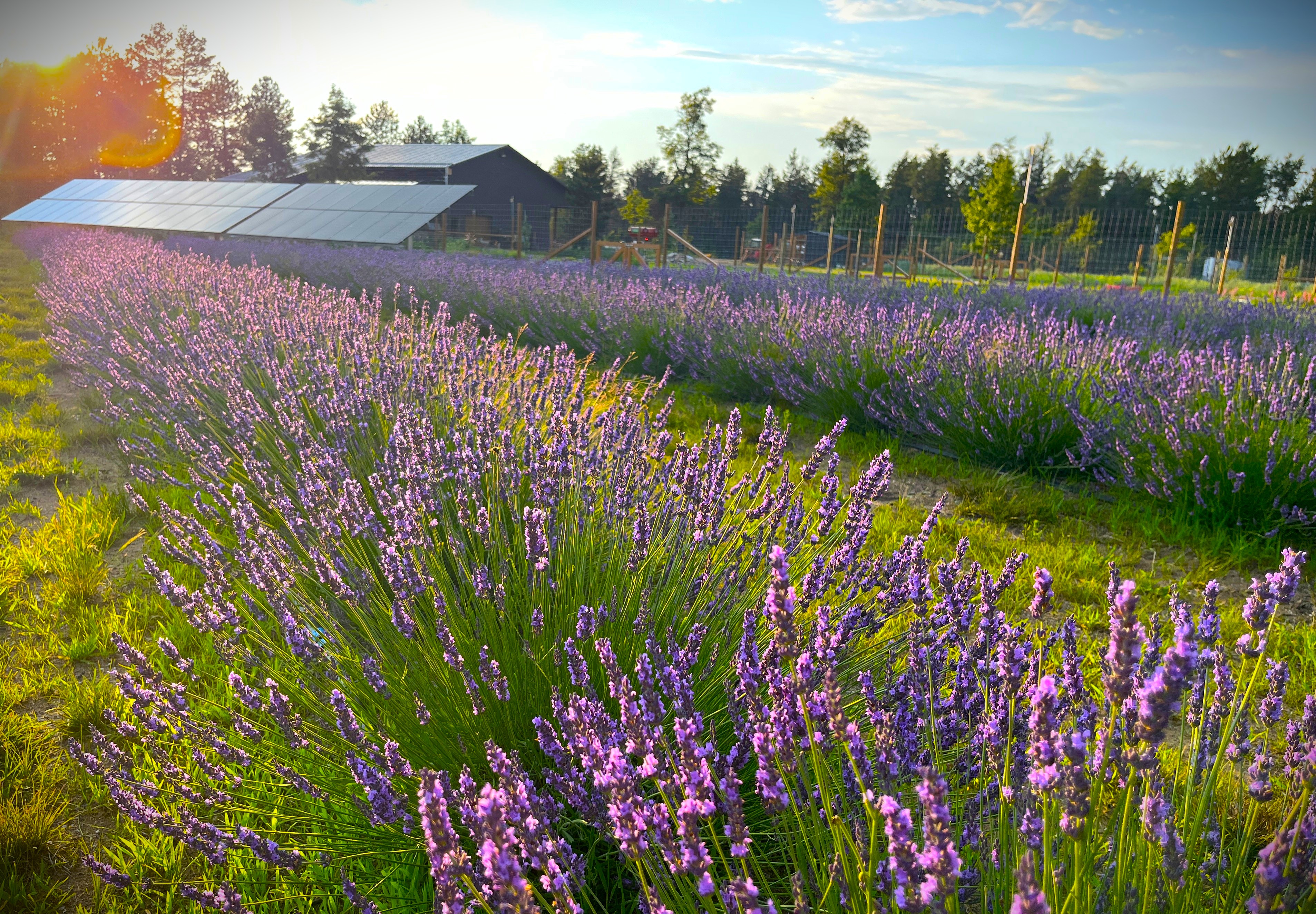 Uncommon Ranch | Michigan