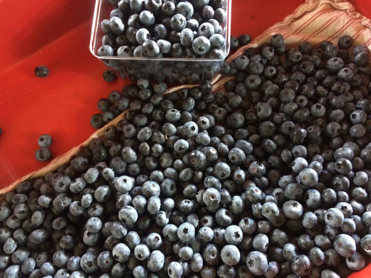 Blueberries Galore Farm Michigan