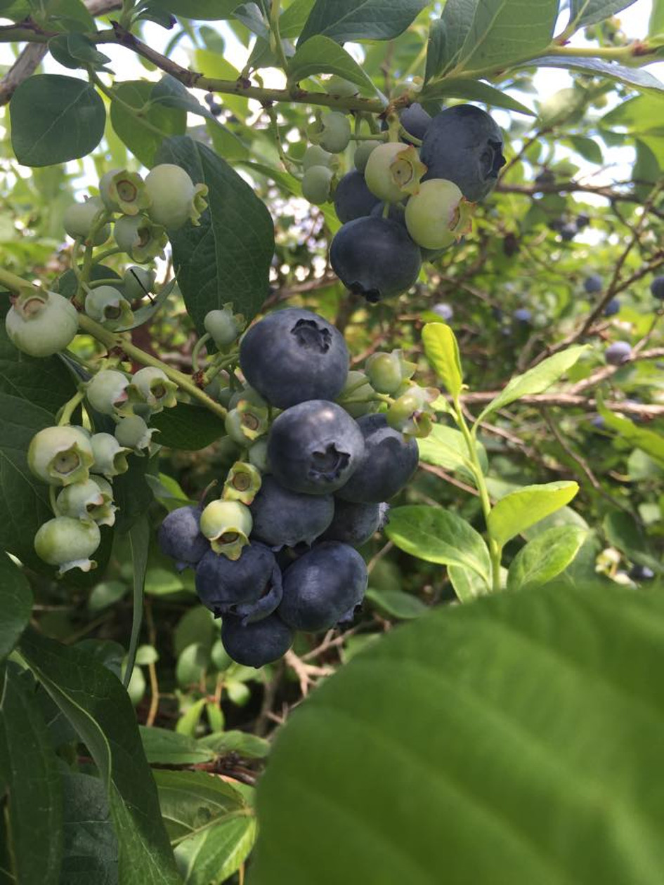 Azure Acres Michigan