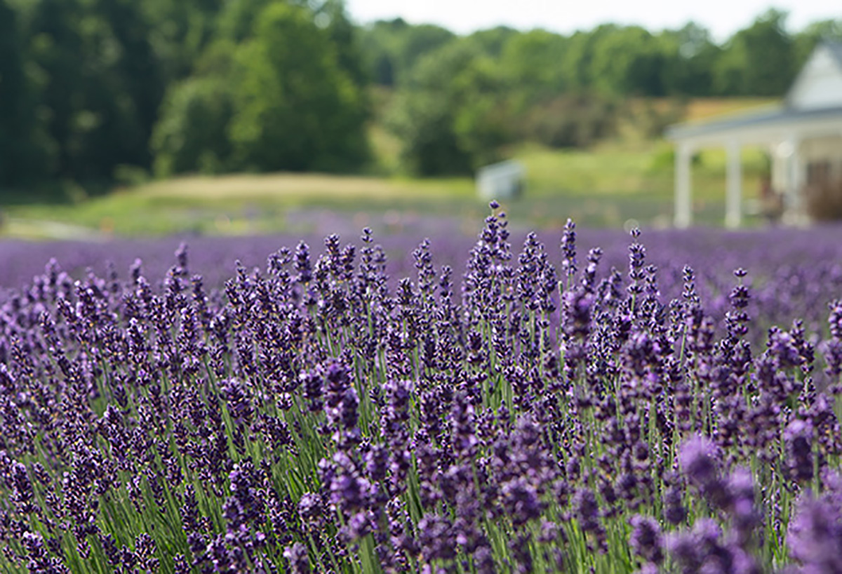 Secret Garden at Brys Estate | Michigan