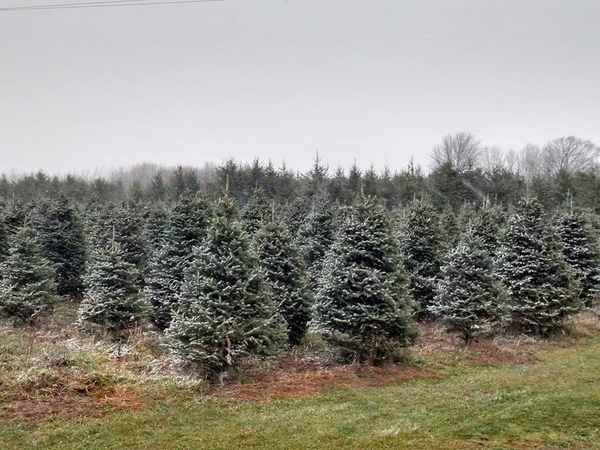 Swan's Christmas Tree Farm Michigan