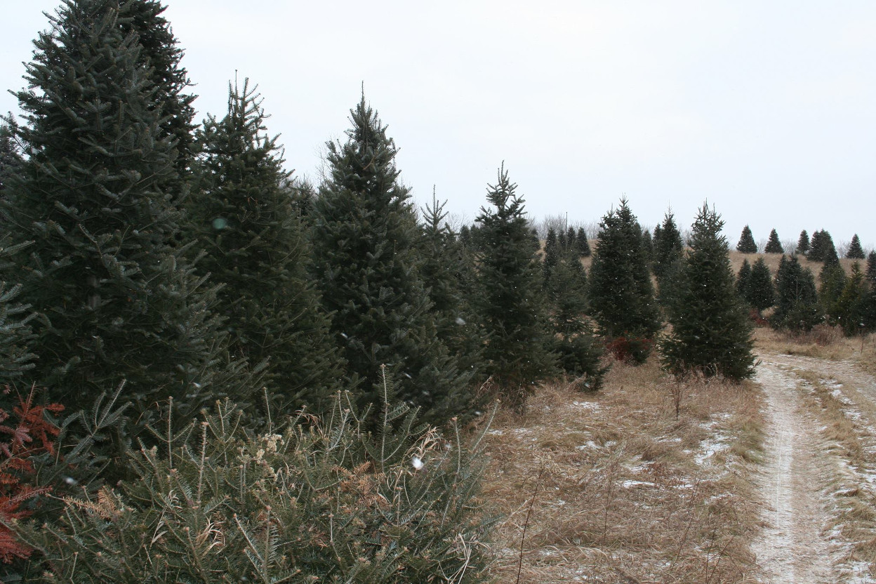 Juneau's Christmas Trees Michigan