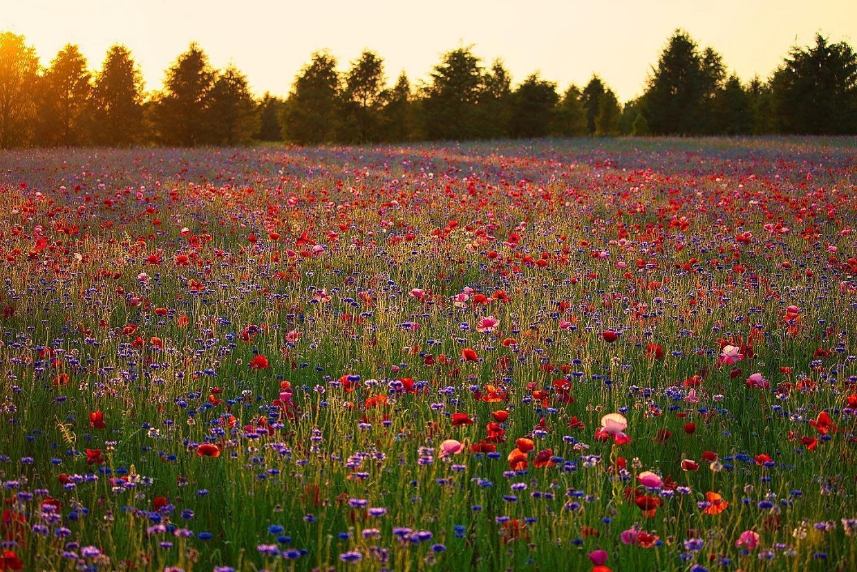 Fennville Area Chamber of Commerce Michigan