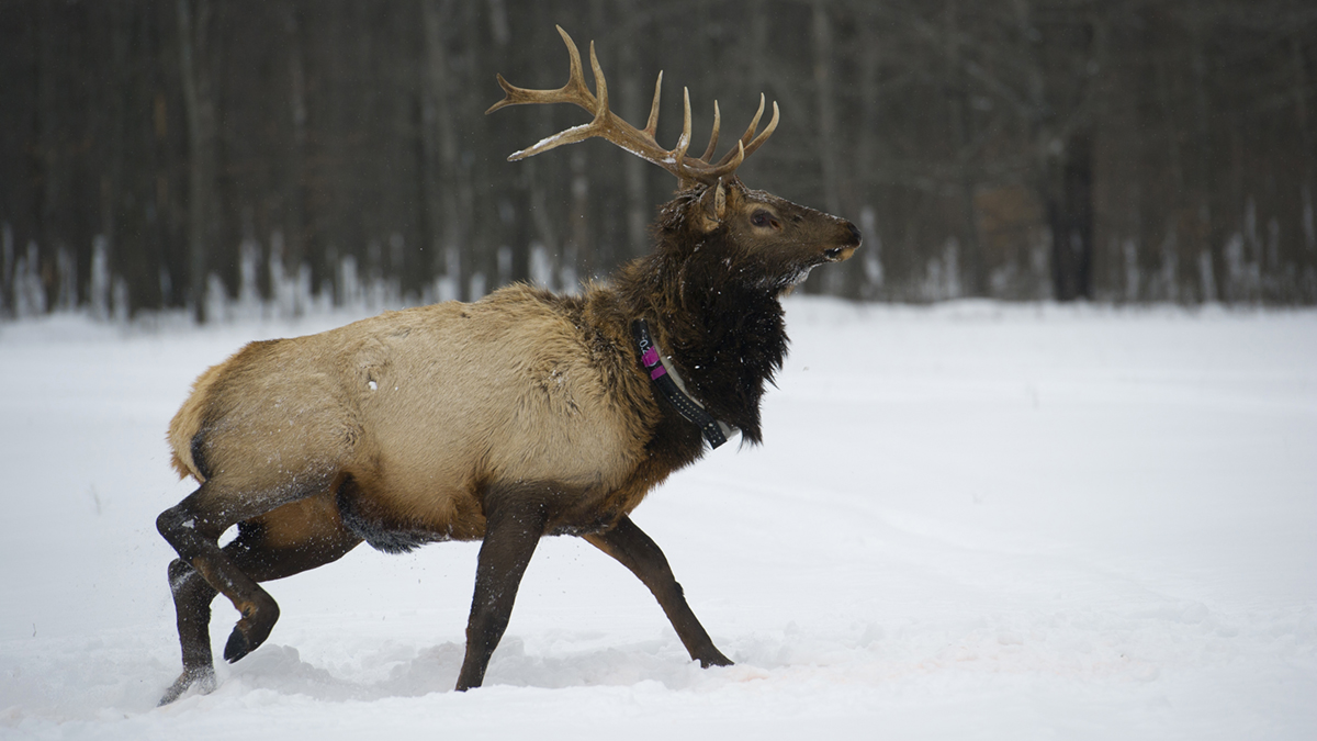 Pigeon River Country Michigan