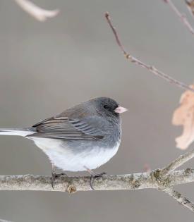 gray and white bird on a branch