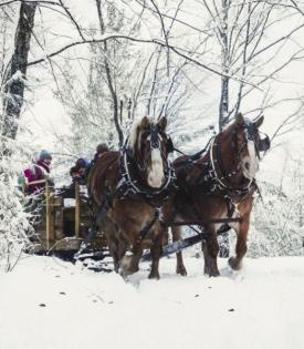horse team pulling a sleigh through the snow at the resort