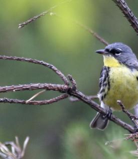 small colorful bird on the branch of the trees in the woods