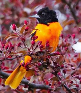 yellow bird with black head in a tree of red color