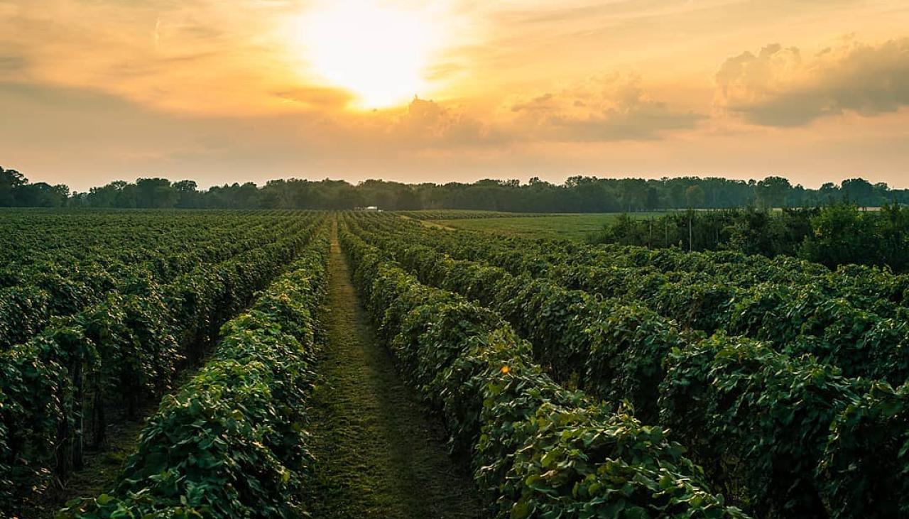 Vineyard