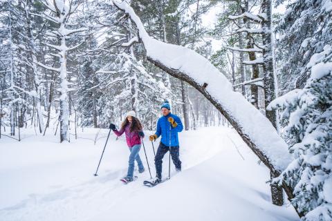The forest hotsell snow shoes