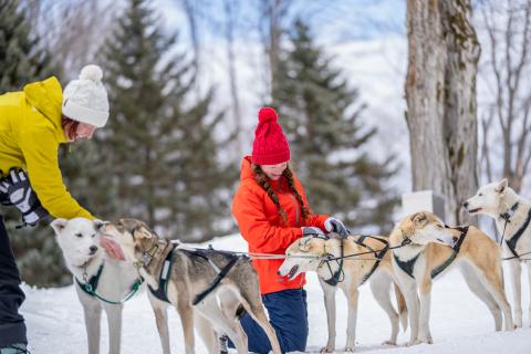 Mush mush sales dog sled