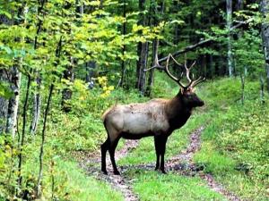 Elk at Elk Hill trail camp Photo