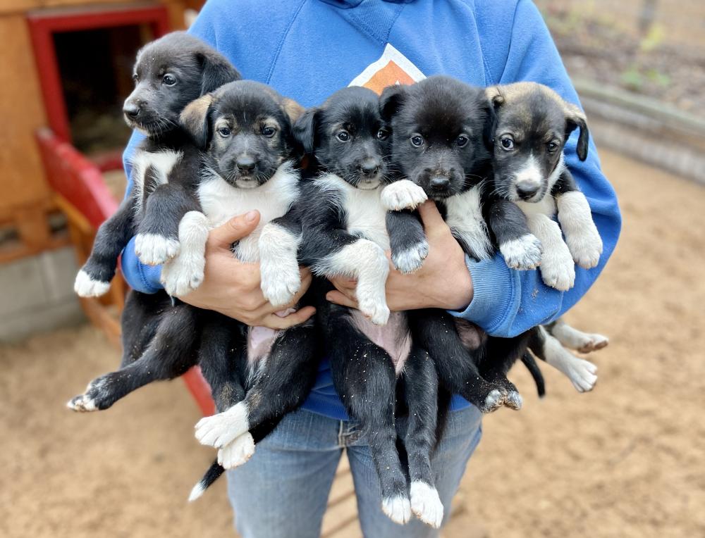 Sled dog puppies sale
