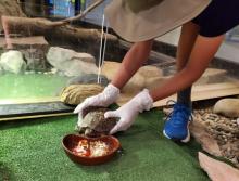 Wildlife Care Apprentices (Ages 10-15) Photo