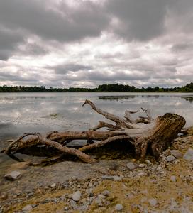 piece of driftwood on the shore at the watkins lake state park