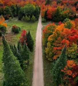 aerial view of road and beautiful robust colored trees in the UP
