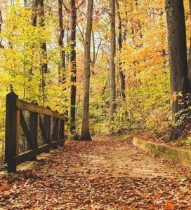 wooden walkway on a trail in the woods, through the autumn colored trees, courtesy Blue Water Area CVB