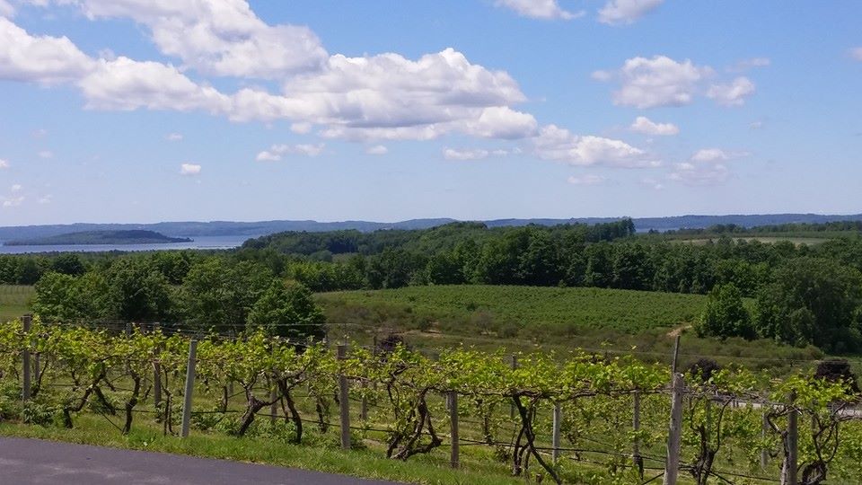 Grape vines at Chateau Chantal