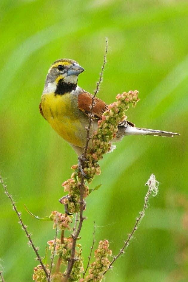 Dickcissel at Sunset Coast Birding Trail