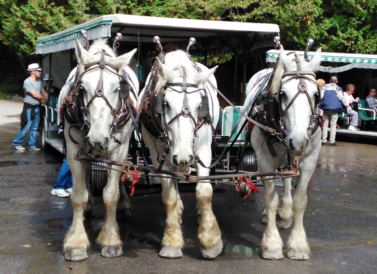 Horse Carriage at Mackinac Island