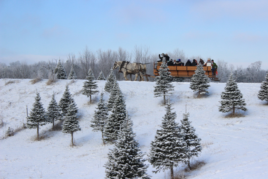 Matthews Christmas Tree Farm Michigan Gpwnsq Newyear24 Site