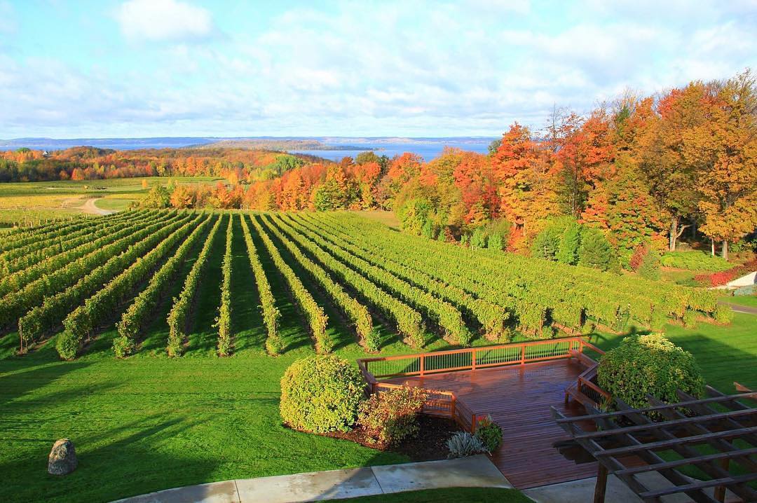 Vineyard in Traverse City