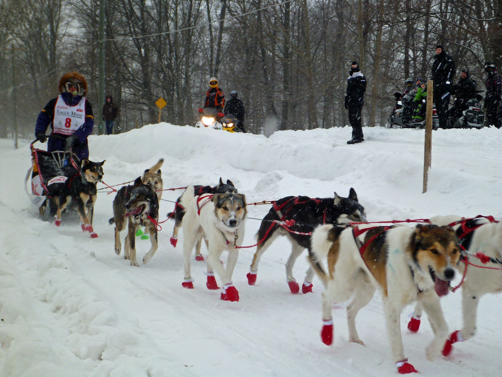UP200 dogs racing