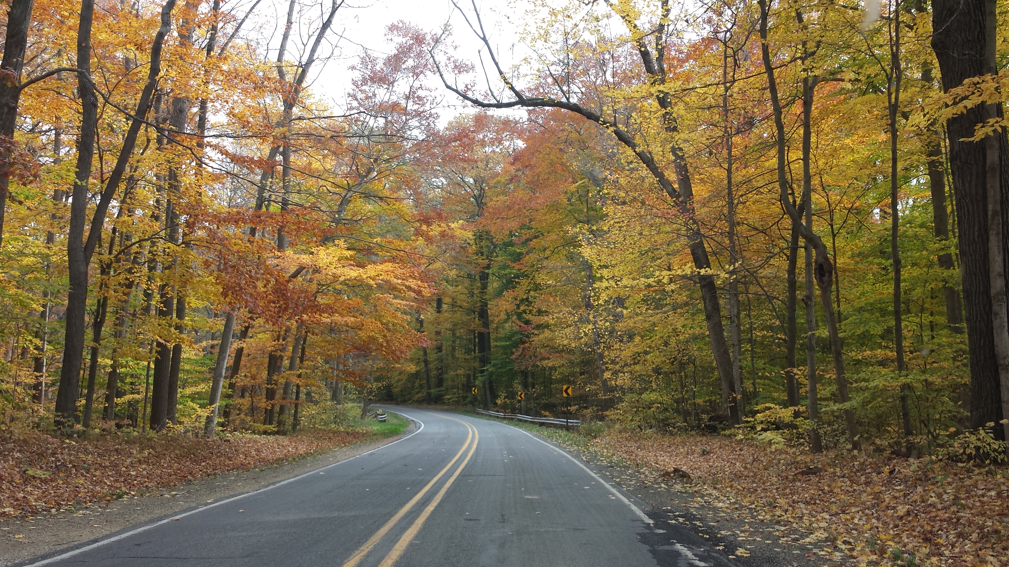 Warren Woods Road Fall Curve.jpg