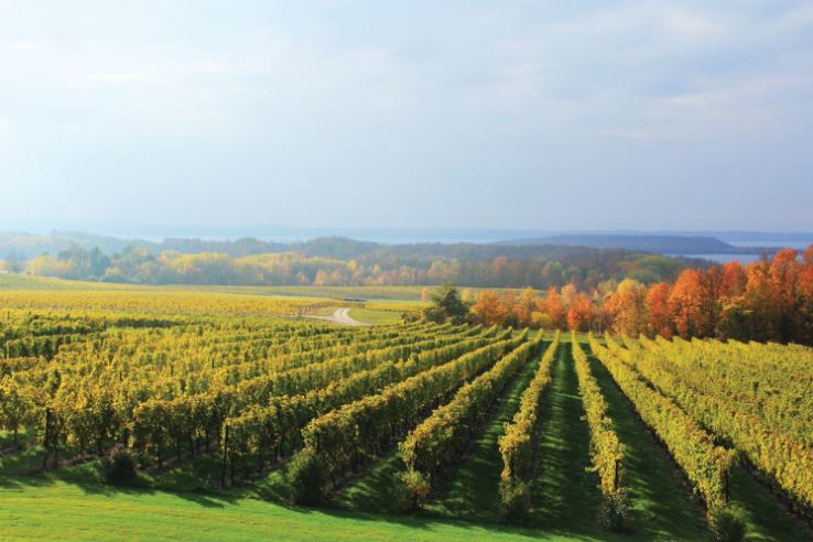 Michigan Wine Country
