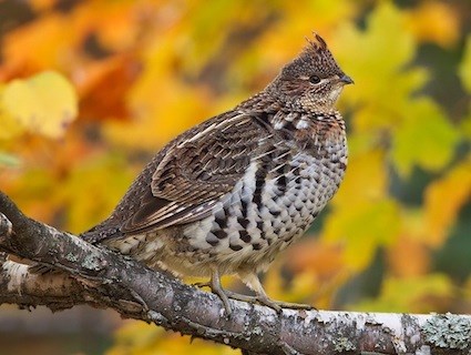 A Guide to Grouse and Woodcock Hunting in Michigan | Michigan