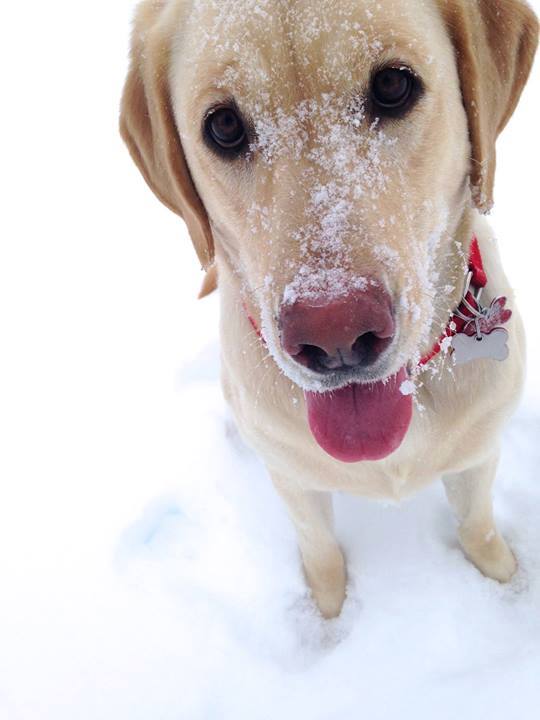 A Dog for Christmas