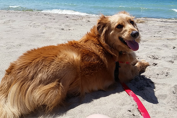 swmichigan.blog_.dog1_.jpg