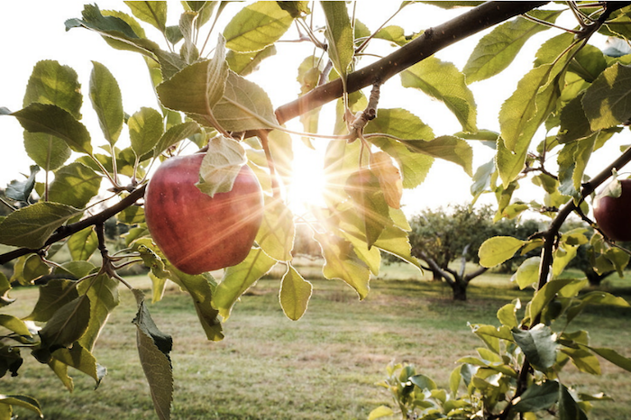 Fresh apple on the tree