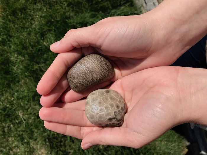 Charlevoix and Petoskey Stones