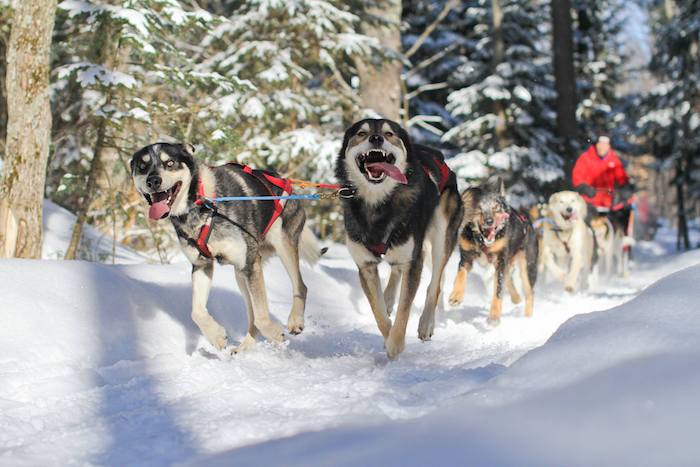 Dog sledding at Nature's Kennel in McMillan