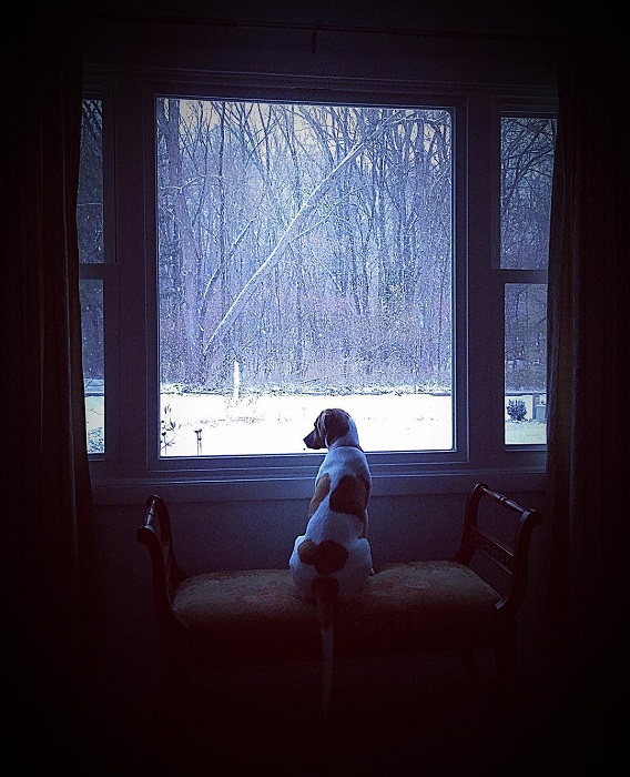 Dog's first snow