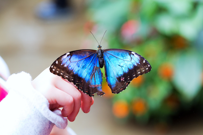 Butterfly in Dow Gardens