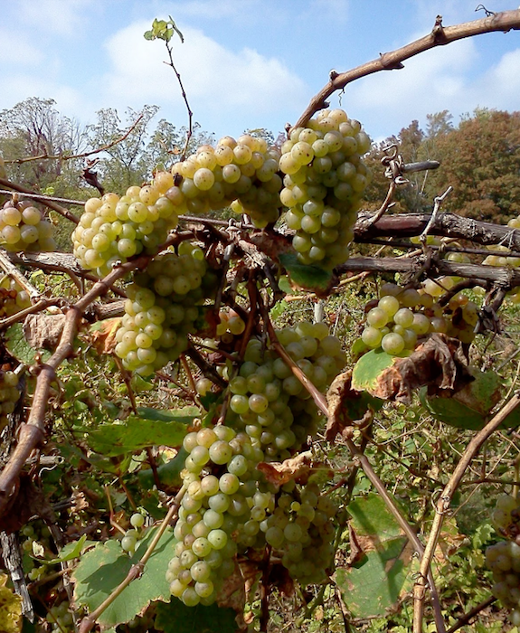 Laughing Leaves Winery in Constantine