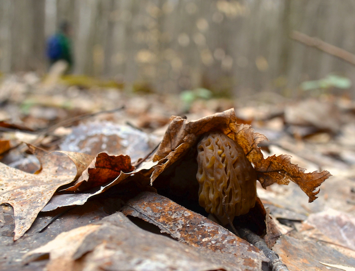 The Secret to Morel Mushroom Hunting in Michigan Michigan