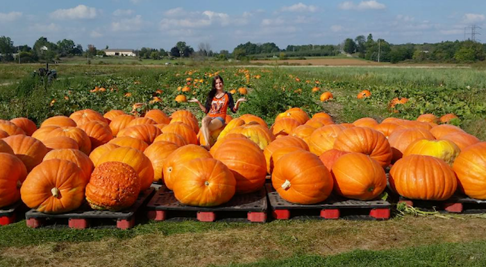 Morse Brothers Farm in Comstock Park