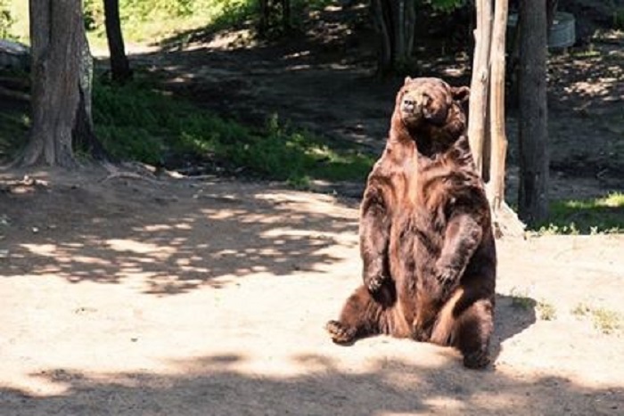 Oswald’s Bear Ranch